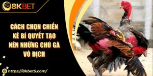 Cách Chọn Chiến Kê Bí Quyết Tạo Nên Những Chú Gà Vô Địch