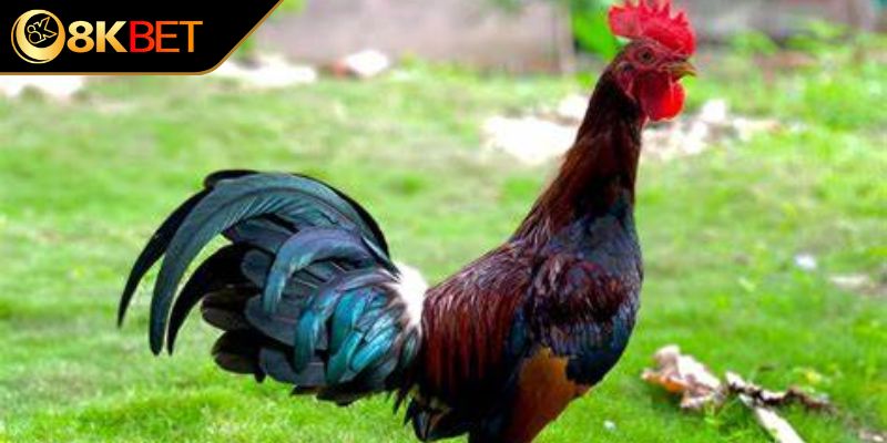 Cách chọn chiến kê theo màu lông