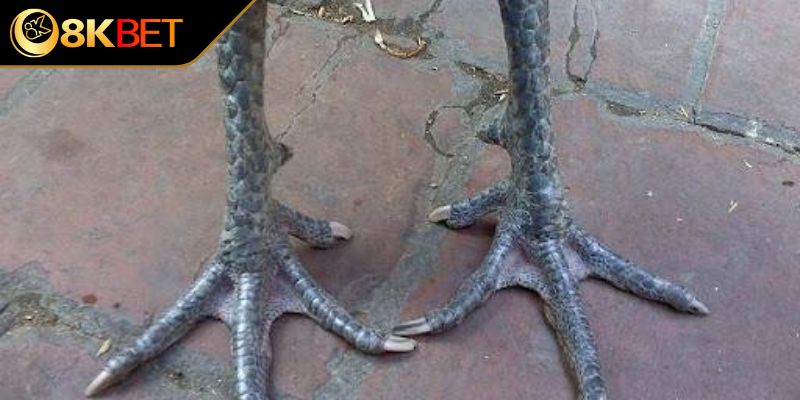 Cách huấn luyện chiến kê chân chì đá hay và nhanh thắng