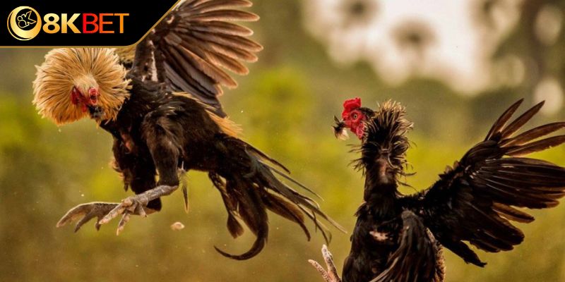 Chọn theo giống gà