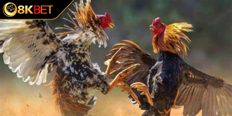 Chọn theo tính cách