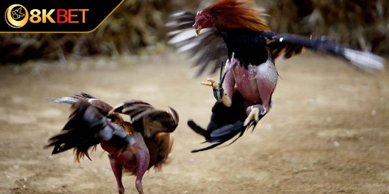 Đá gà cựa sắt là gì?