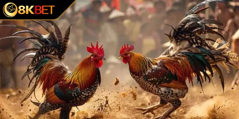 Dấu hiệu nhận biết chọi thần kê cho người mới