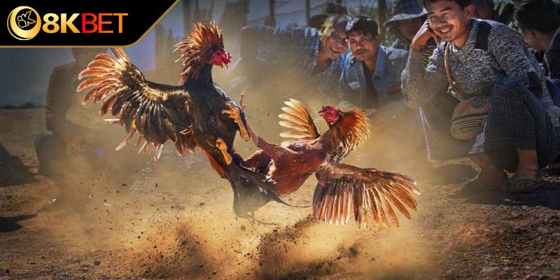 Điểm danh một số giống thần kê nổi tiếng