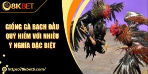 Giống Gà Bạch Đầu Quý Hiếm Với Nhiều Ý Nghĩa Đặc Biệt