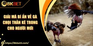 Giải Mã Bí Ẩn Về Gà Chọi Thần Kê Trong Cho Người Mới