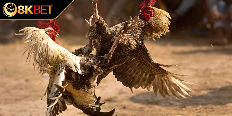 Giá trị nổi bật của chiến kê bạch đầu trong đời sống