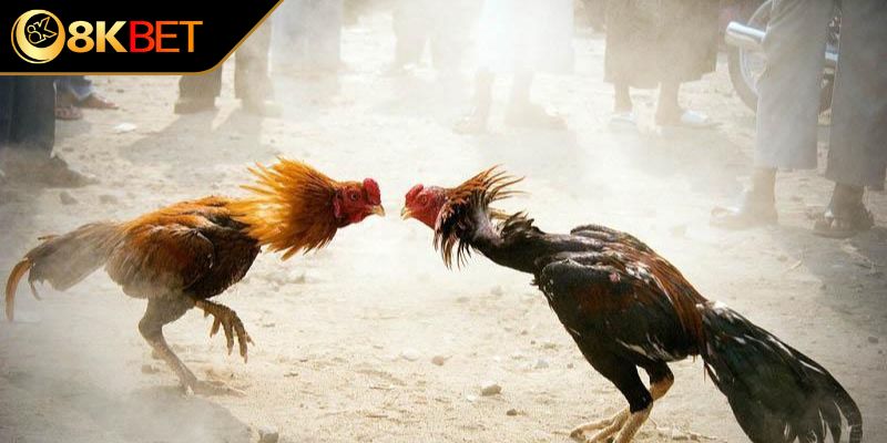 Hướng dẫn cách chăm sóc gà giống bạch đầu hiệu quả