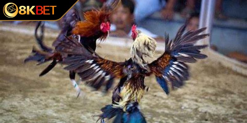 Mang đến cơ hội thắng lớn