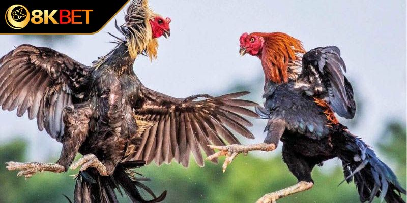 Nguồn gốc và đặc điểm chung của gà bạch đầu