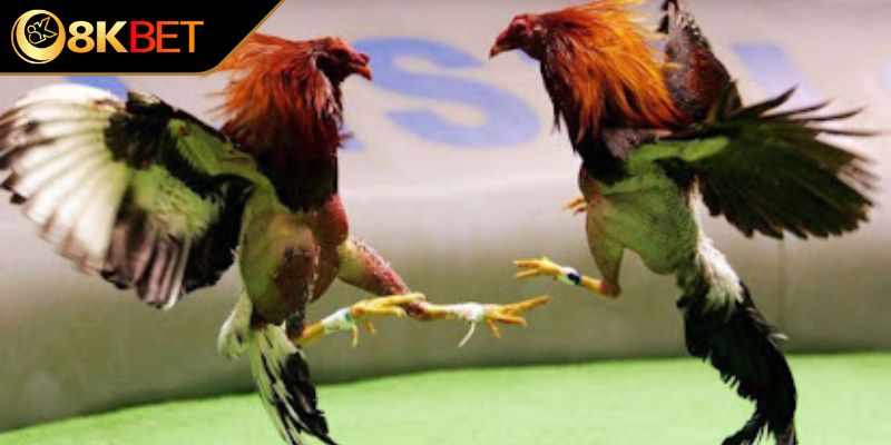 Quy định chi tiết về các cửa cược và tỷ lệ trả thưởng