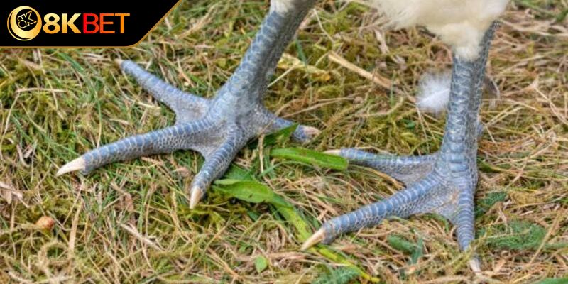 Tại sao chiến kê chân chì lại được ưa chuộng trong đá chọi