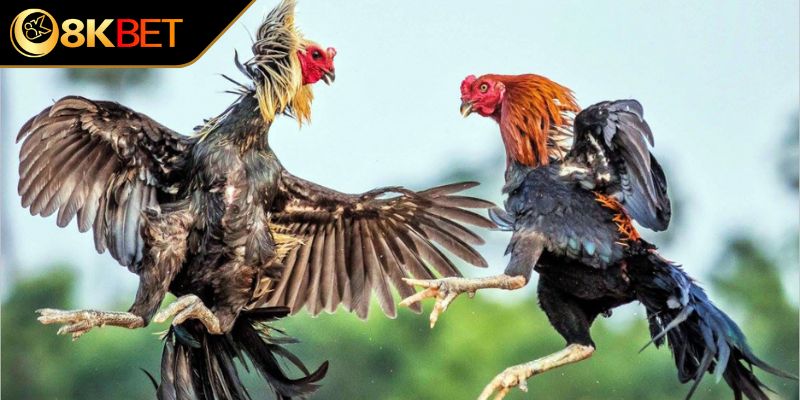 Tạo cơ hội giao lưu, kết nối