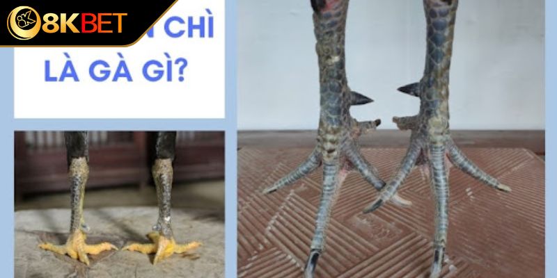 Tổng quan chung về gà chân chì