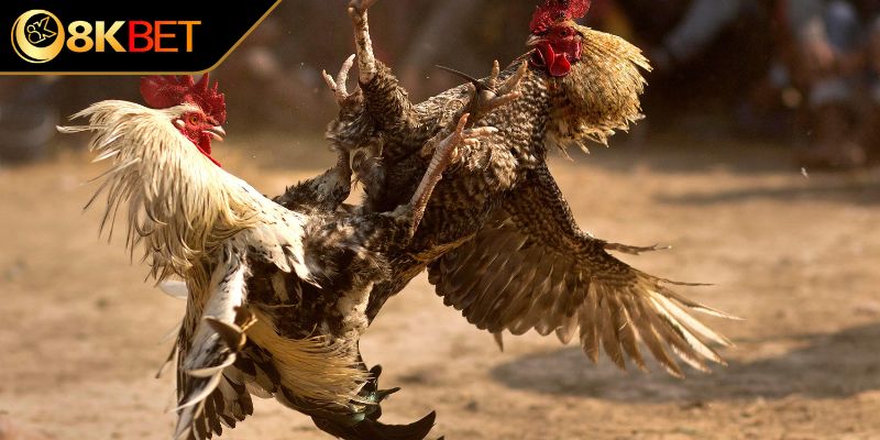 Tổng quan về gà chọi thần kê