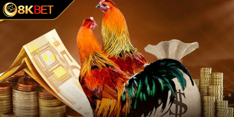 Vì sao luật đá gà lại quan trọng với sư kê?